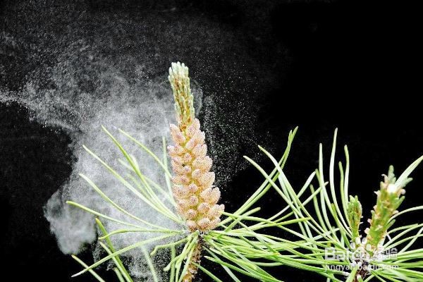 怎样预防花粉过敏