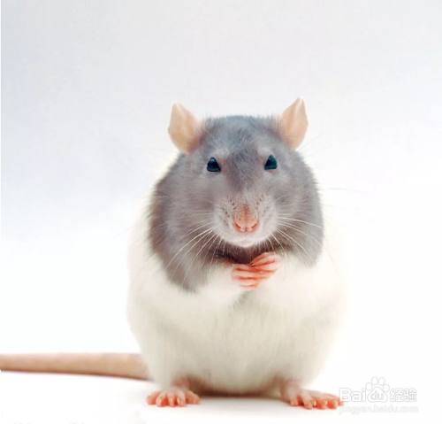 怎样区分老鼠和花枝鼠 百度经验