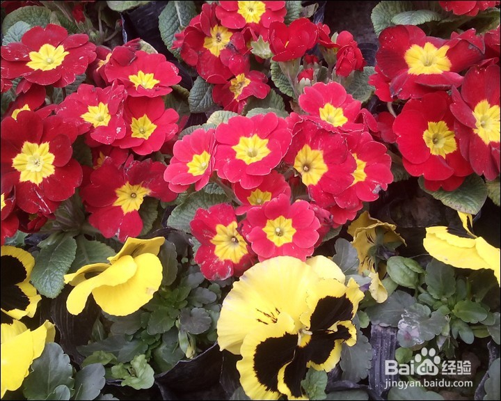 艾诺 AX10 PRO 10.1寸安卓 4G网络平板测评试用