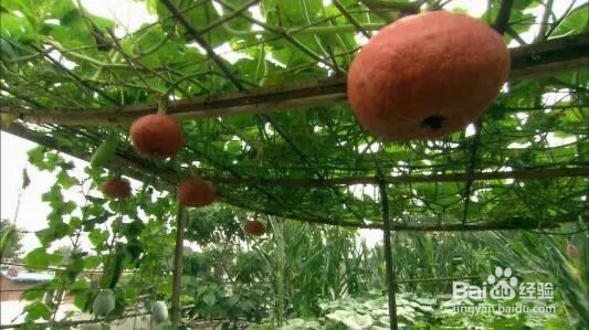 南瓜整枝打杈方法