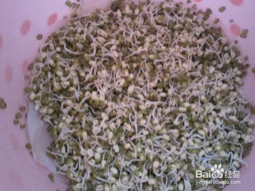 绿豆芽怎么生粗壮又白