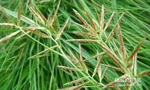 灭草松使用注意事项