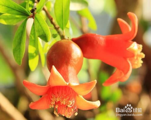 家里种什么果树好