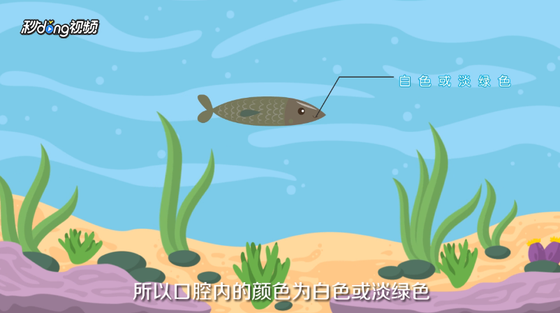 土鲫鱼怎么区别？