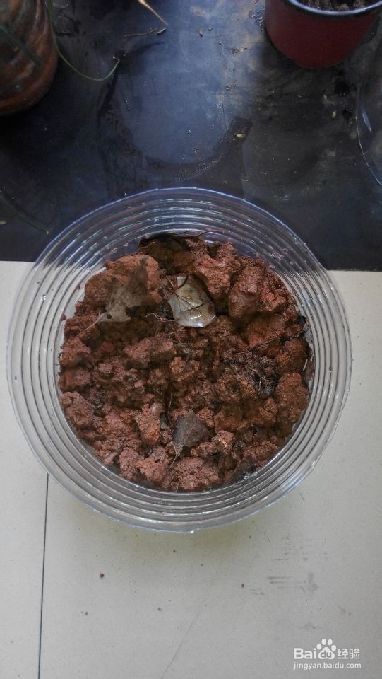 信奉一种简单生活：[2]育种发芽箱
