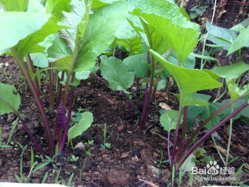 红菜苔种植方法和注意事项都有哪些呢 百度经验