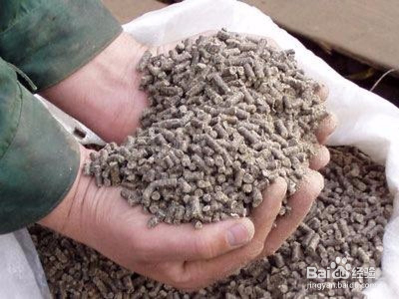 如何自己制作虾类饲料