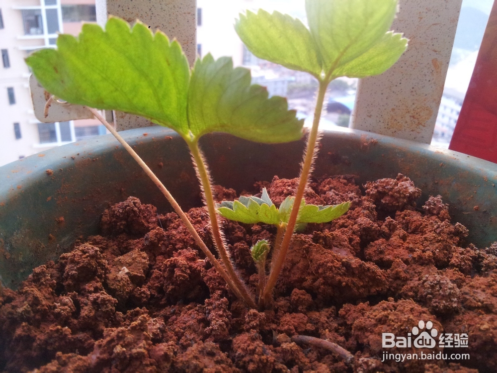家庭阳台草莓繁殖方法妙招