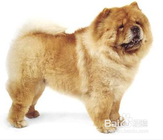 我们爱的狗狗图