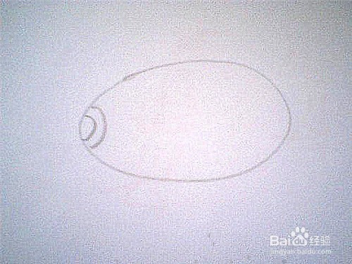 简笔画猕猴桃这样画