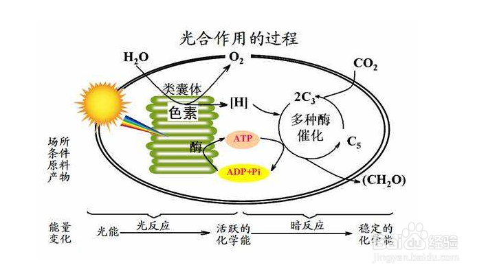 大气中氧气和二氧化碳如何保持平衡