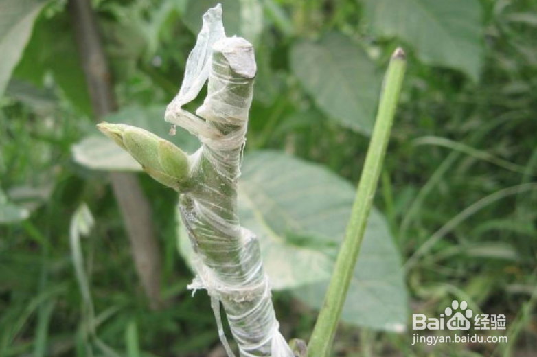 核桃树春季嫁接时间和方法