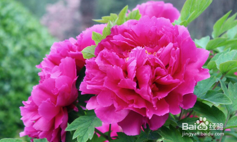 牡丹修剪的方法和时间，牡丹开过花后怎么处理？