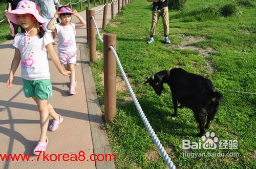 韩国巨齐岛旅游攻略