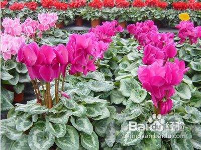 仙客来的养殖方法