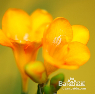 如何养殖香雪兰