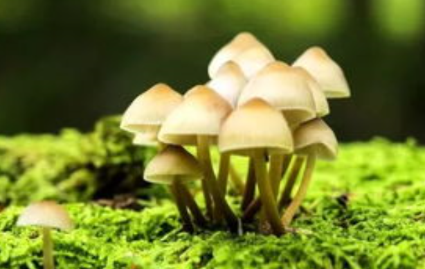 山上蘑菇有小白虫，炒着吃了，会寄生在身体里吗