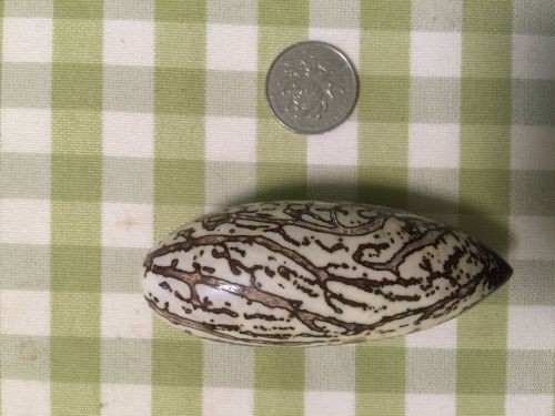 千眼菩提泡油什么样