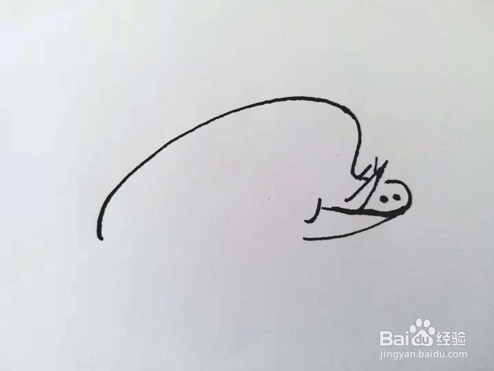 野猪的简笔画法（三）