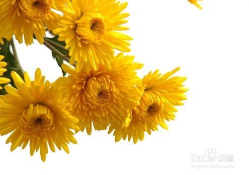 小小菊花，如何清肝明目