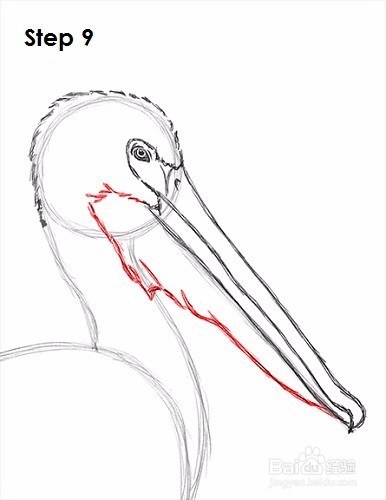 如何画一只鹈鹕——加菲的吃货生活