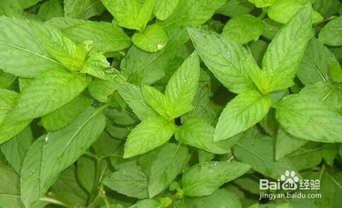 吸毒草和薄荷的区别