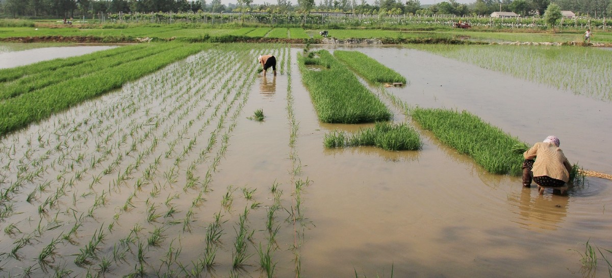 一条小河流淌在碧绿的山间,细雨微风中杜鹃在欢快的歌唱。 诗句:( ) 作者:( )