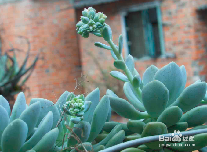 冬美人老桩修剪教程