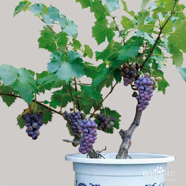 阳台上种葡萄的方法