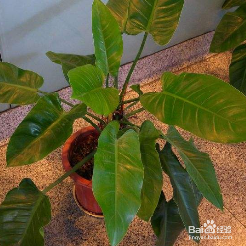 绿宝石喜林芋的养殖方法和注意方法