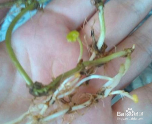 铜钱草怎么繁殖？