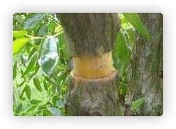 核桃树流水不止怎么办