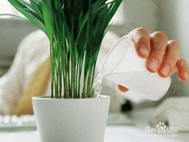 家庭养花注意事项——怎么浇水