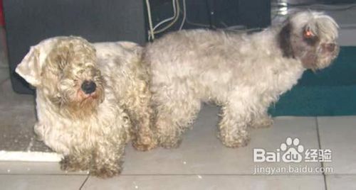 如何选购西里汉犬