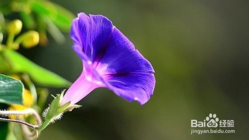 全抖音最火前十首纯音乐BGM