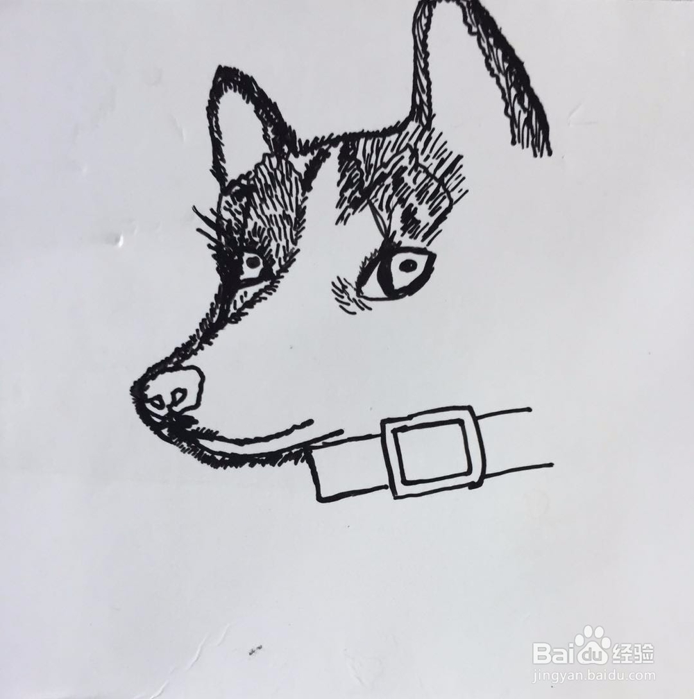 茉莉手绘之哈士奇