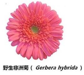 怎样实现花朵的对称