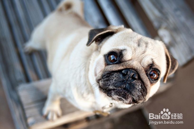优质哈巴犬如何挑选