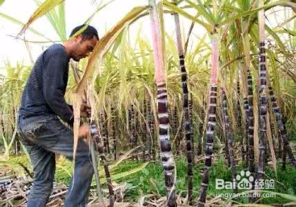 吃甘蔗有哪些好处