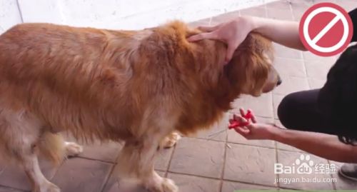 怎么给金毛寻回犬修剪毛发 百度经验 怎么给金毛寻回犬修剪毛发 百度经验