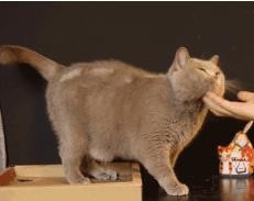 如何快速获得猫咪的好感?