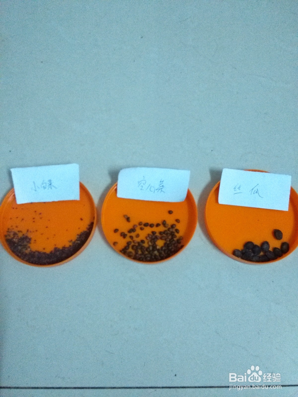 阳台蔬菜出芽经验（鸡毛菜、丝瓜、空心菜）