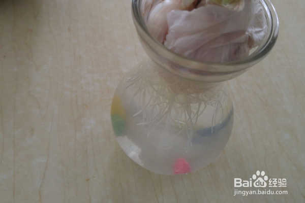 大蒜怎么水培有观赏价值呢