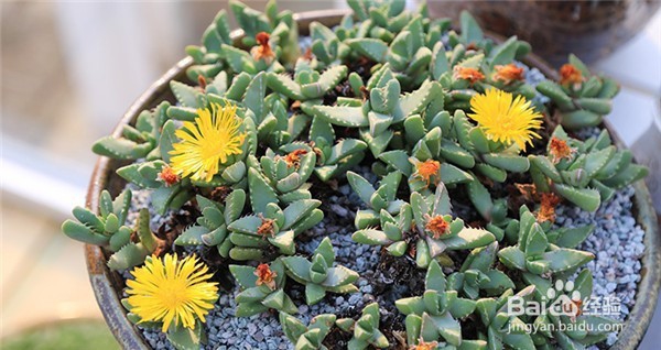 多肉植物浇水有什么要注意呢