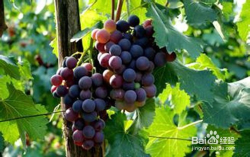 夏季适合吃什么水果