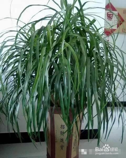 爱好养花,怎么样把花给养护好呢?太全了!赞!