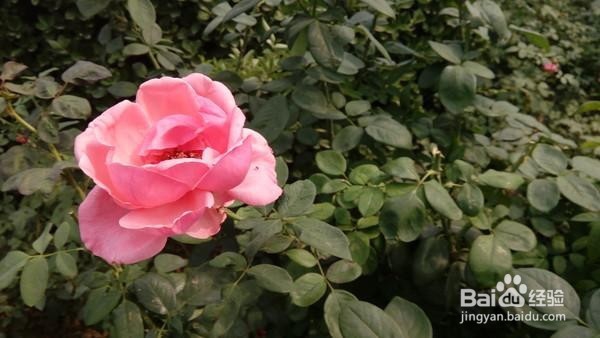 TCL 520评测:千元级美拍机体验