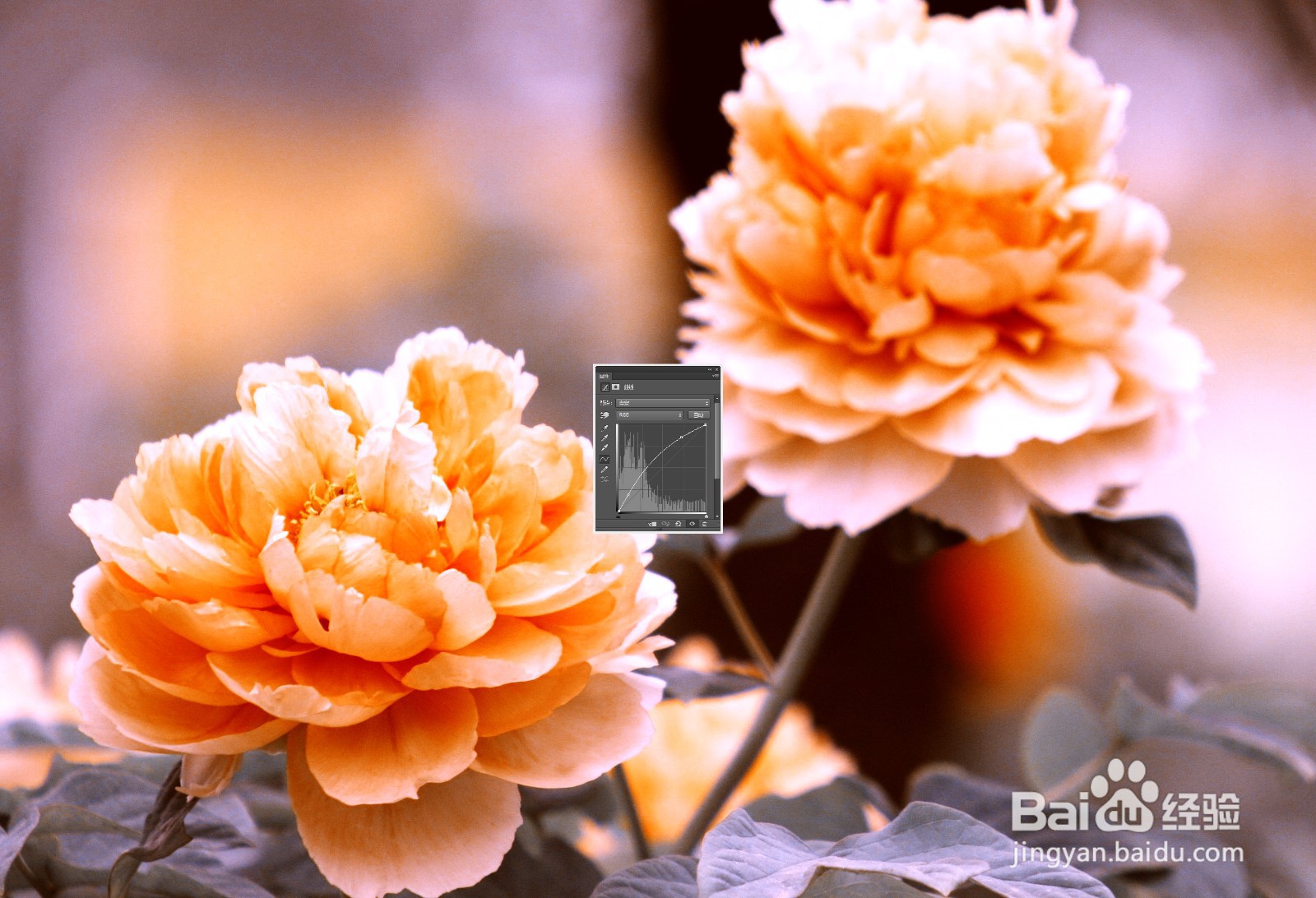 【PS技巧】利用PS给花朵营造金色古韵色彩的效果