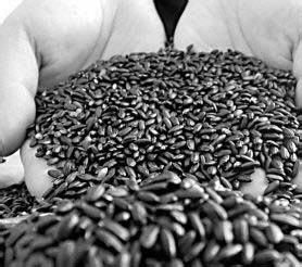 黑米粥营养减肥餐,营养滋补又减肥