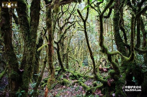 怎样徒步西藏墨脱